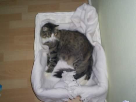 Norsk Skovkat Team Andersen's Daisy - Her ligger Daisy med de nyfødte killinger billede 3