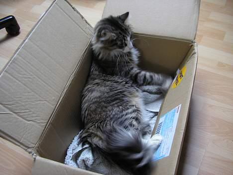 Norsk Skovkat Team Andersen's Daisy - Vi kan IKKE have nogen papkasse i huset, uden Daisy med et vuns indlogerer sig i den!!! billede 4