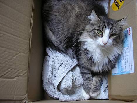 Norsk Skovkat Team Andersen's Daisy billede 6