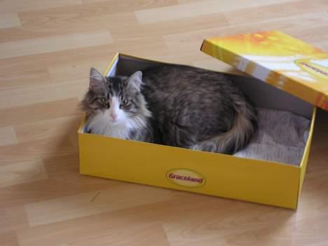 Norsk Skovkat Team Andersen's Daisy billede 7