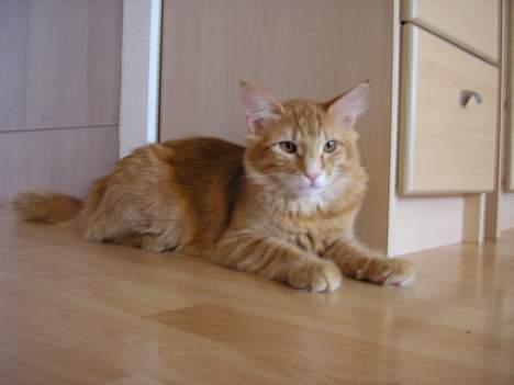 Norsk Skovkat IC Fyrendal's Achilleus billede 6