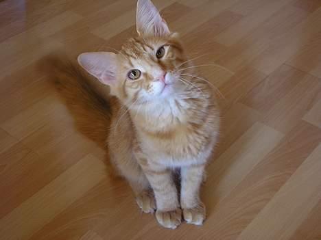 Norsk Skovkat IC Fyrendal's Achilleus - Skal vi lege????? billede 7