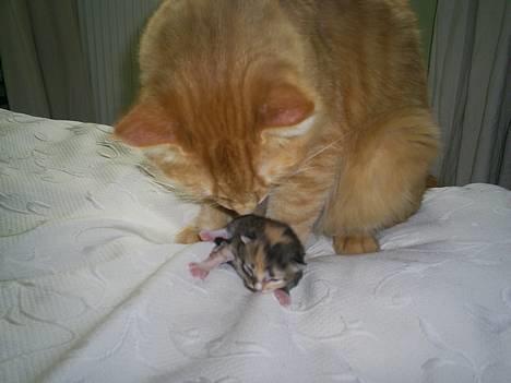 Norsk Skovkat IC Fyrendal's Achilleus - Achilleus og éen af hans killinger billede 8