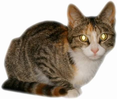 Blanding af racer Buller mis billede 7