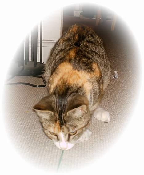 Blanding af racer Buller mis - En lilllllle snor, he he billede 9