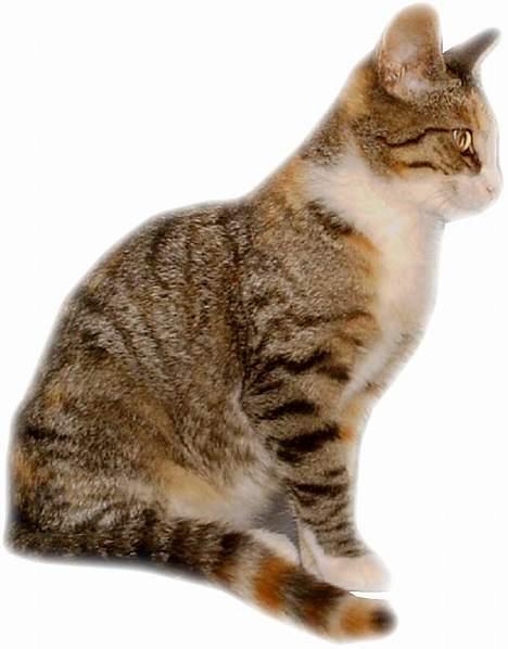 Blanding af racer Buller mis billede 10