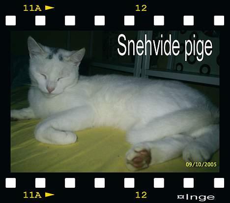 Huskat Snehvide *EFTERLYST* - Slapper af på sengen :-) billede 7
