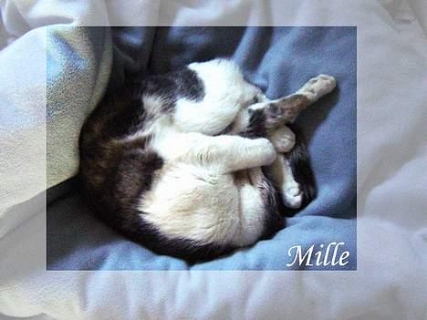 Huskat Mille - Det er bedst at krumme sig helt sammen og så sove :) billede 16