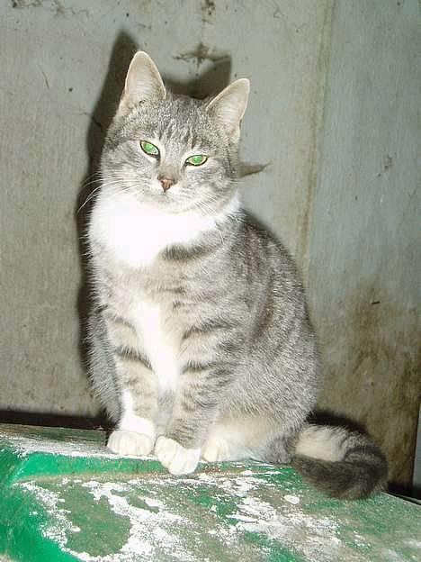 Blanding af racer Mitsi - >> heeij og velkommen << billede 1