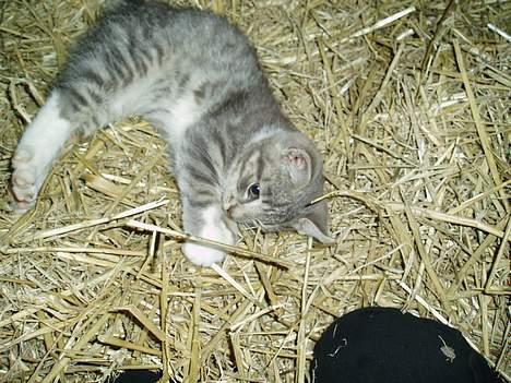 Blanding af racer Mitsi - mitsi...leger i halmen billede 2