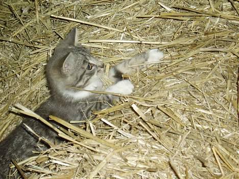 Blanding af racer Mitsi - og igen billede 3