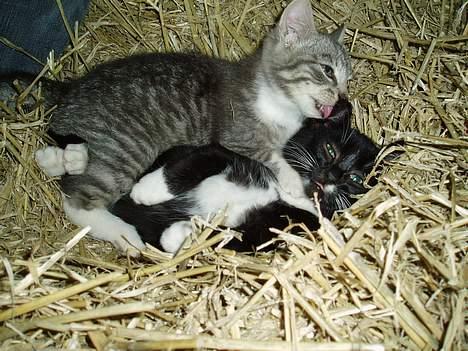 Blanding af racer Mitsi - Mitsi med sin bror billede 4