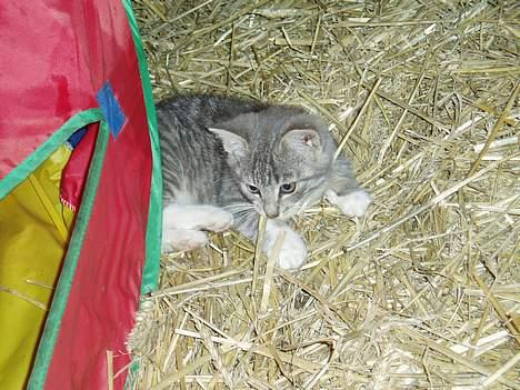 Blanding af racer Mitsi - Mitsi leger ved et telt.. billede 5