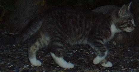 Blanding af racer Mitsi - hvem kommer først...!!!???? billede 6