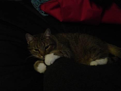 Blanding af racer Julle billede 1