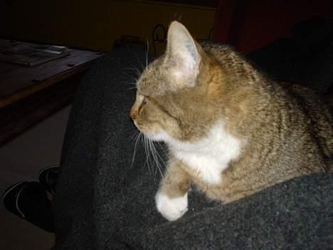 Blanding af racer Julle billede 2