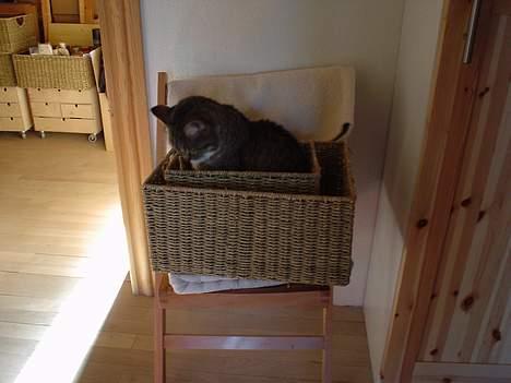 Blanding af racer Julle billede 3