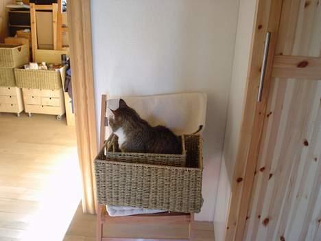 Blanding af racer Julle billede 4