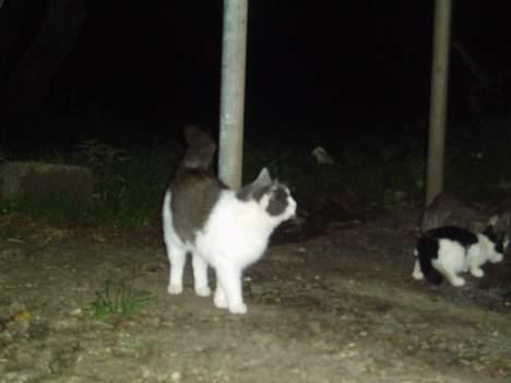 Blanding af racer Gråmis - snak dog med mig se hvor sød jeg er  billede 3