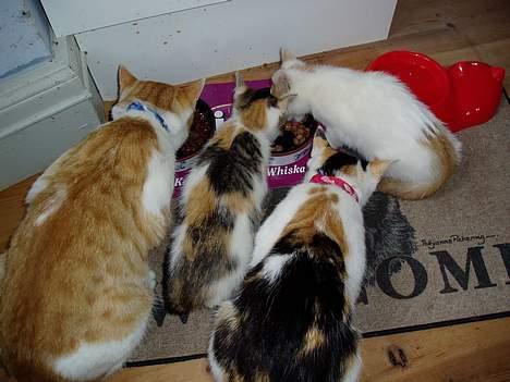 Huskat Bellamiss - Set fra venstre: Pyrus, Dobbo, Bella & Bimse... De to små er hendes killinger og den store røde er faren... billede 7