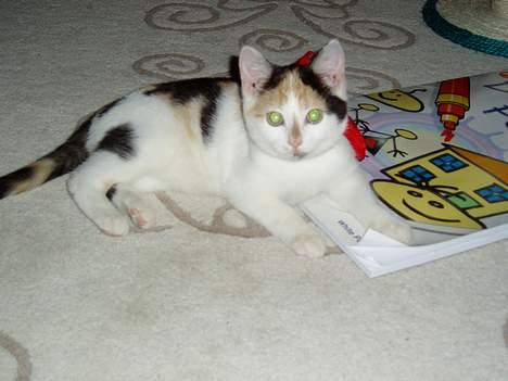 Huskat Bellamiss - "hva sker der?!" ;> billede 8