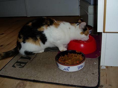 Huskat Bellamiss - godt med lidt at drikke...... billede 9