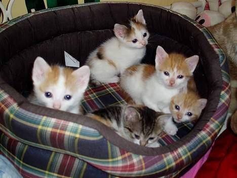 Huskat Bellamiss - Bellas killinger! De er kun 4 uger på billedet, men nu er de 3 mdr og klar til nyt hjem! så hvis du mangler en kat såååh?! billede 10