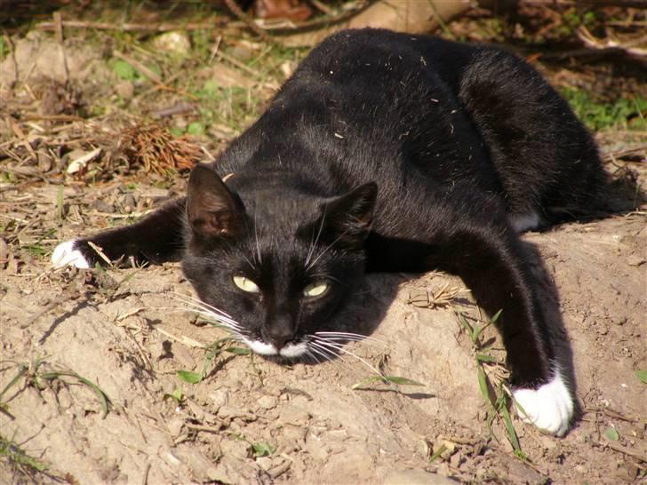 Huskat Bamse  - gør sig rigtig til for kameraet xD billede 13