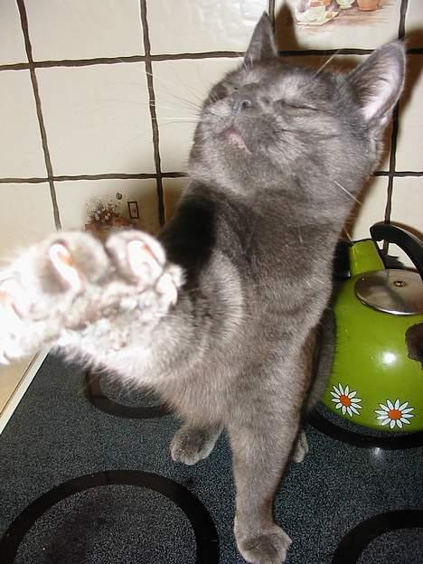 Huskat Mads - Talk to my hand! My face won´t listen! billede 11