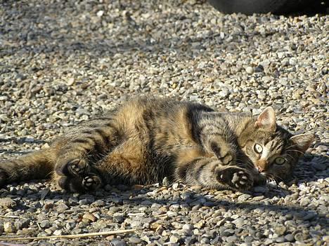 Huskat Tiger - Nyder rigtig solen ;) billede 11