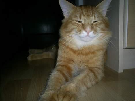 Norsk Skovkat IC Fyrendal's Achilleus - Nu er Achilleus endelig begyndt at få krave m.m.!!!!!! billede 9