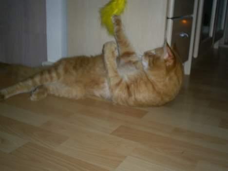 Norsk Skovkat IC Fyrendal's Achilleus - Jubii! Jeg elsker at lege!! billede 10