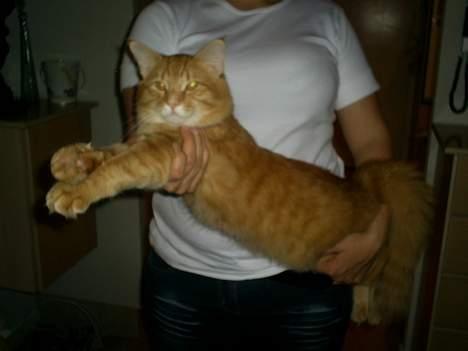 Norsk Skovkat IC Fyrendal's Achilleus - En rigtig udstillings charmetrold!! billede 11