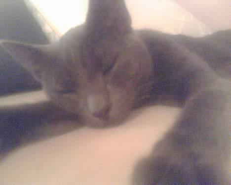 Russian Blue moses billede 1