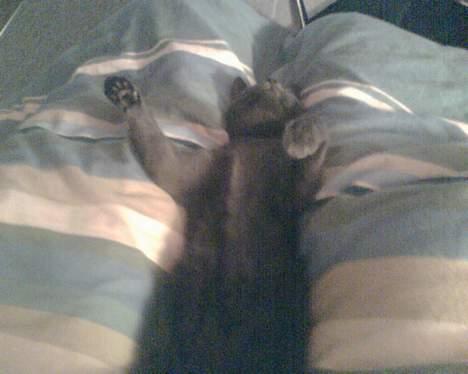 Russian Blue moses billede 2