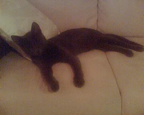 Russian Blue moses billede 3