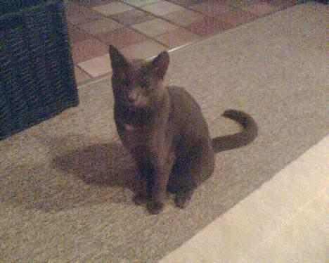 Russian Blue moses billede 4