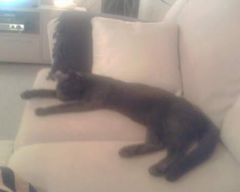 Russian Blue moses billede 5