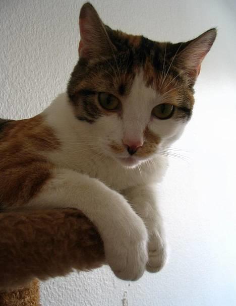 Huskat Laura billede 14