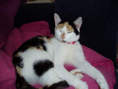 Huskat Bellamiss - Træt efter en lang dag ;o) billede 11