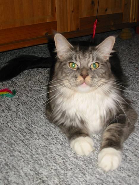 Maine Coon Loke - taget den 22-10-05 billede 1