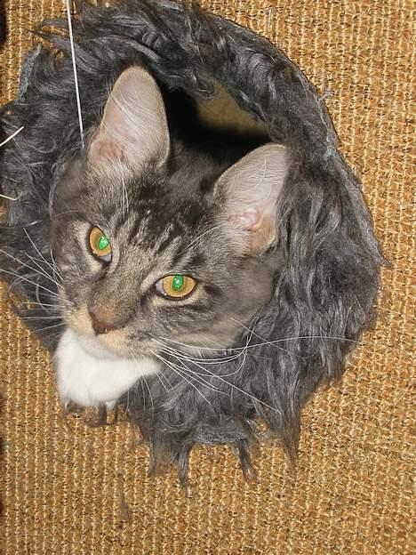 Maine Coon Loke - du kan ikke finde mig billede 2