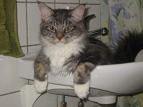 Maine Coon Loke - aii jeg blev opdaget billede 3