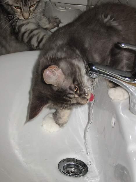 Maine Coon Loke - uhm...godt med noget frisk vand billede 4