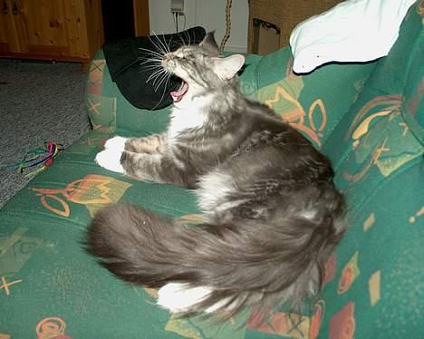 Maine Coon Loke - jeg er farlig nu... jeg kommer efter dig hvis du rør mig høhø billede 5