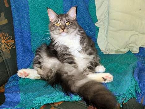Maine Coon Loke - ja ja ...jeg har altså også tid til at vaske mig,men bare vent til jeg er færdig billede 6