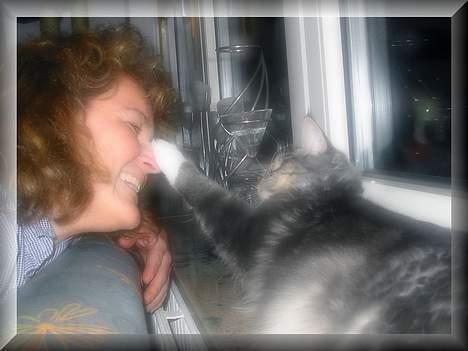 Maine Coon Loke - elsker moar, når hun vil nusse mig, bare rolig, jeg bruger ikke mine klør :o) billede 7