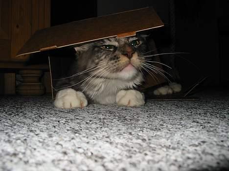 Maine Coon Loke - det er bare så fedt at gemme mig for moar og far billede 8