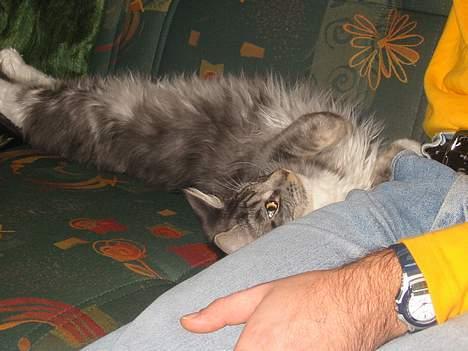 Maine Coon Loke - nus mig far...nus mig billede 9