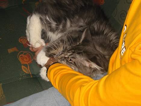 Maine Coon Loke - ha ha...der fik jeg dig far... billede 10